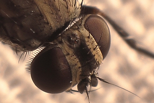 House fly (Musca domestica)