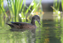 jeune canard branchu/young wood duck