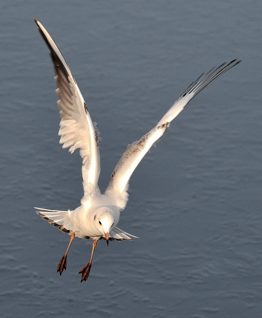 Plongeon d'une mouette...