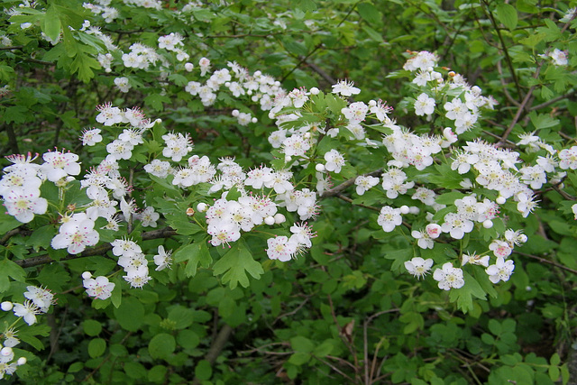 Fleurs du printemps : Aubépine