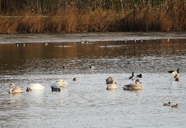 Weiher