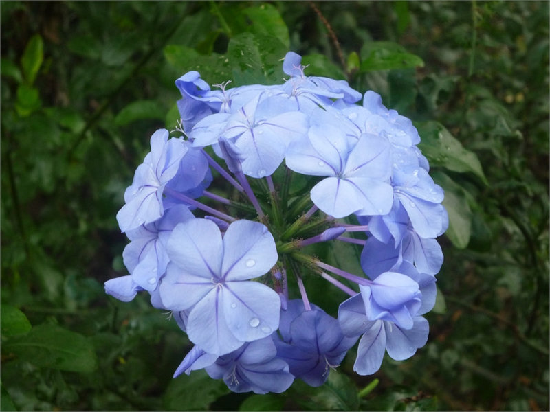 Pequeña hortensia