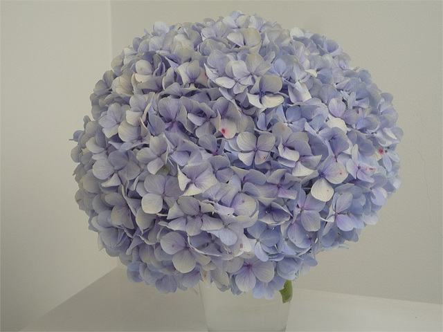 Gran hortensia en gris