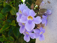 Pequeñas flores lilas costarricense