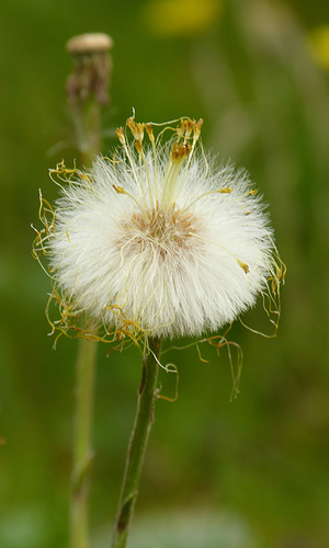 Gemeines Kreuzkraut