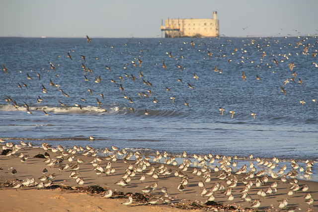 fort boyard