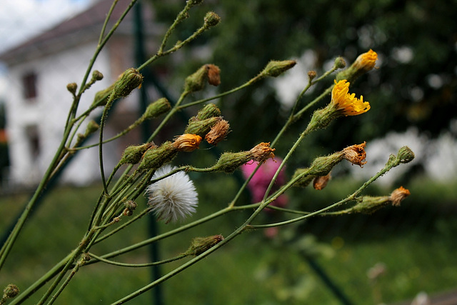 Sonchus arvensis - Laiteron des champs