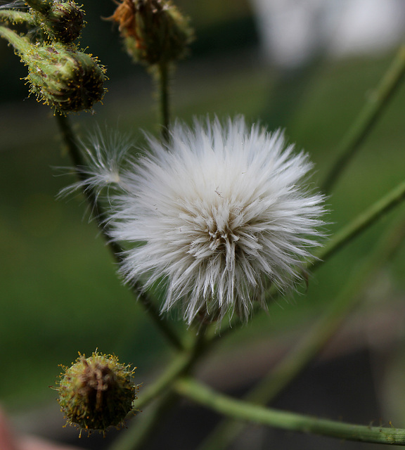 Sonchus - Laiteron des champs