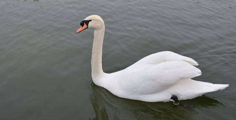 Cygne 207REDIM