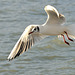 Vol d'une mouette rieuse...