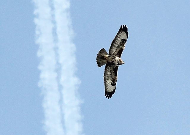 Greifvogel (vermutl. Bussard)