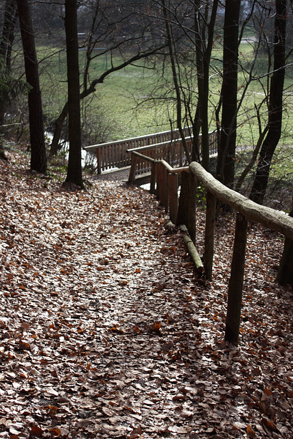 Hinein in den Wald...