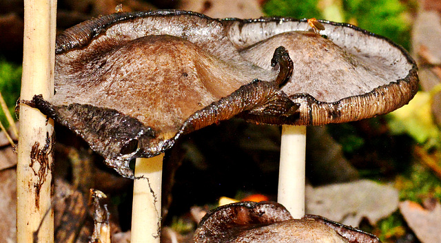 Common Inkcap. Coprinopsis atamentaria