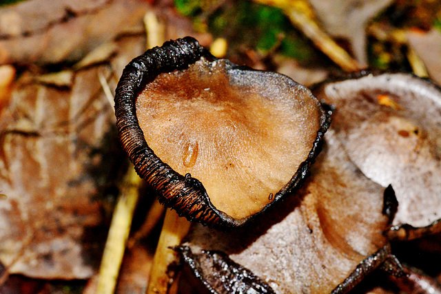 Common Inkcap. Coprinopsis atamentaria