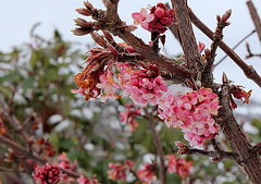 Viburnum bodnantense .. floraison un peu grillée