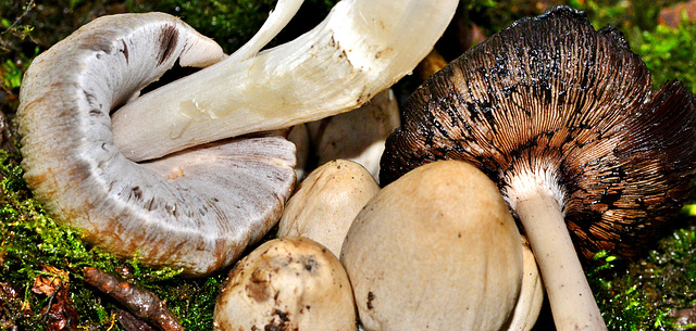 Common Inkcap. Coprinopsis atamentaria