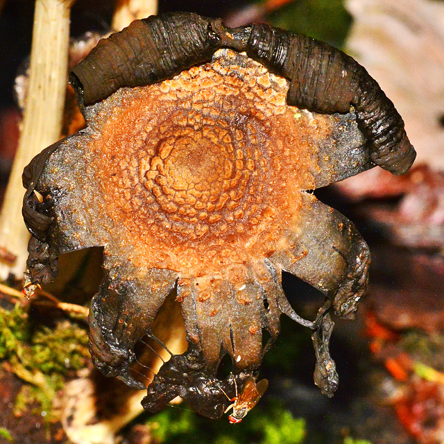 Inkcap falling away