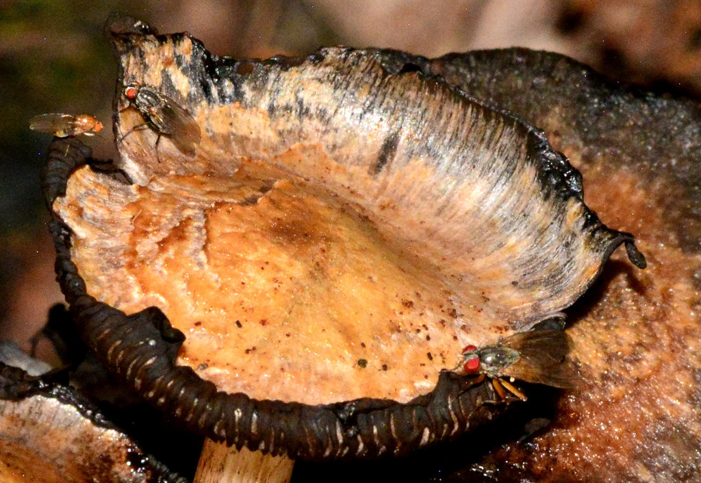 Inkcaps at various stages