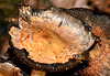 Inkcaps at various stages