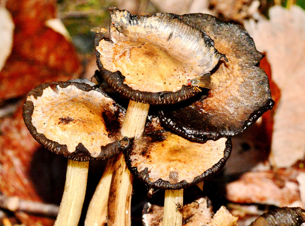 CommonInkcaps at various stages