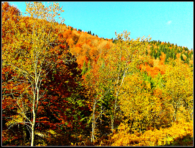 Otoño en la selva de Irati (Navarra)-4