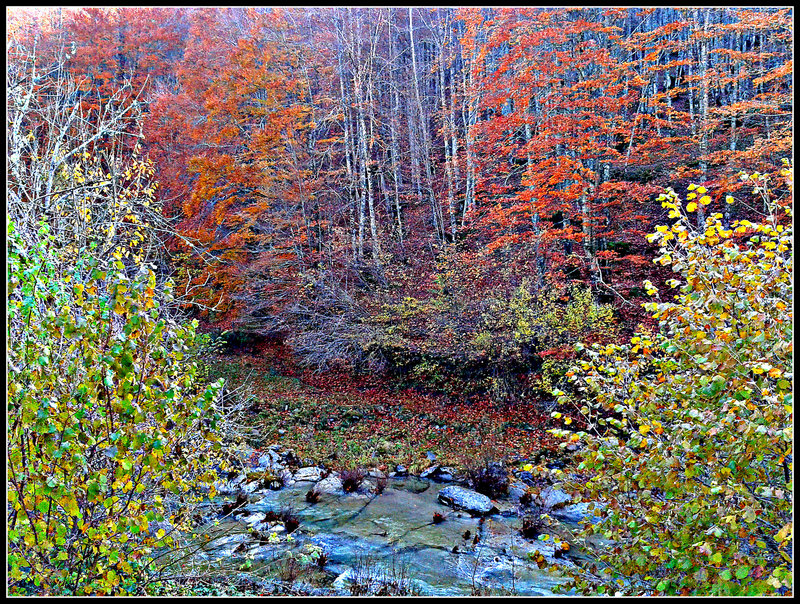 Otoño en la selva de Irati (Navarra)-5