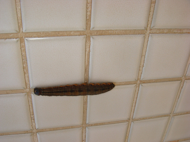 DSC05218