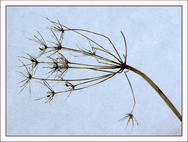 Like spiders on a leash ...