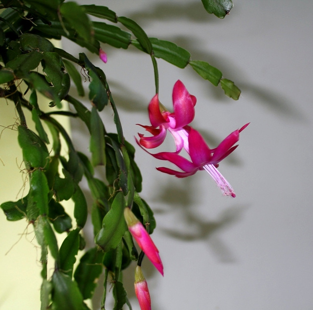 Schlumbergera russelliana