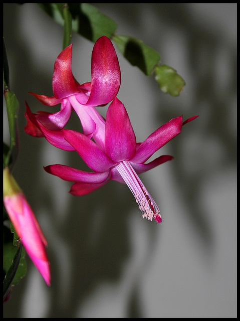 Schlumbergera russeliana