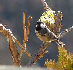 ...petite mésange nonette...