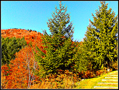 Otoño en la selva de Irati (Navarra)-8