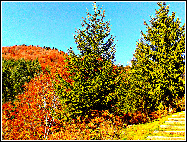 Otoño en la selva de Irati (Navarra)-8