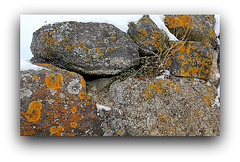 Vieux mur avec Lichens et petite Fougère ( Asplenium ruta-muraria )