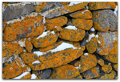 Vieux mur avec Lichen