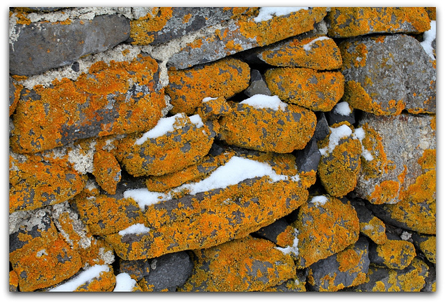Vieux mur avec Lichen
