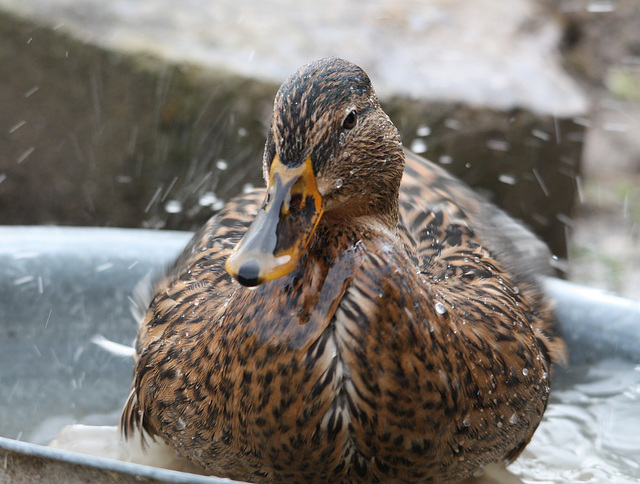 L'HEURE DU BAIN