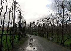 Vines Clinging To Trees