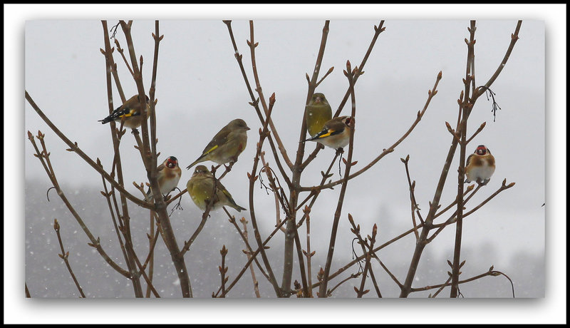 Oiseaux sous la neige