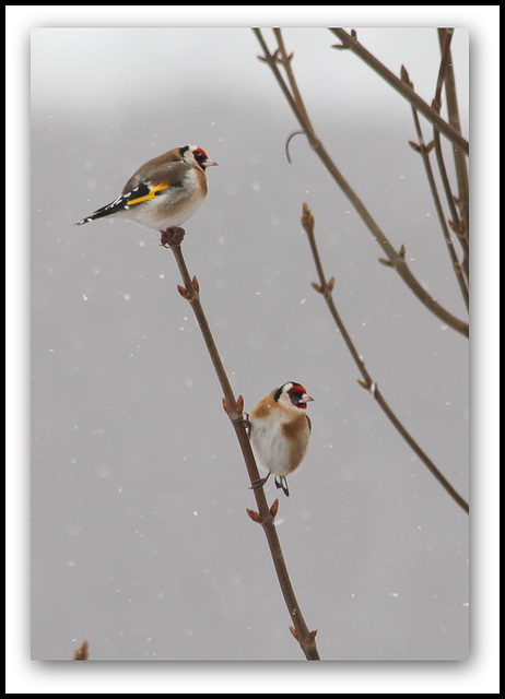 Duo de Chardonnerets