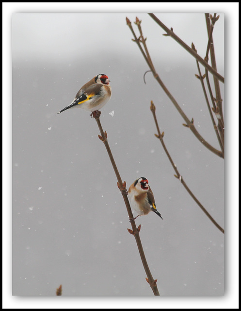 Duo de Chardonnerets