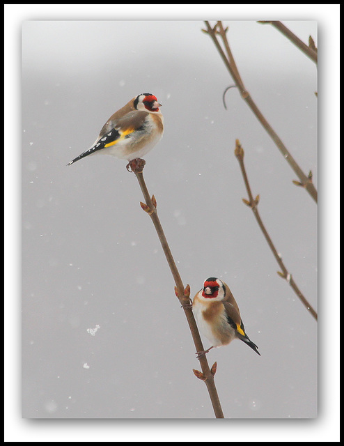 Chardonnerets sous la neige