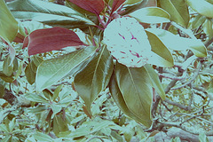 Drôle de "fruit" : magnolia grandiflora