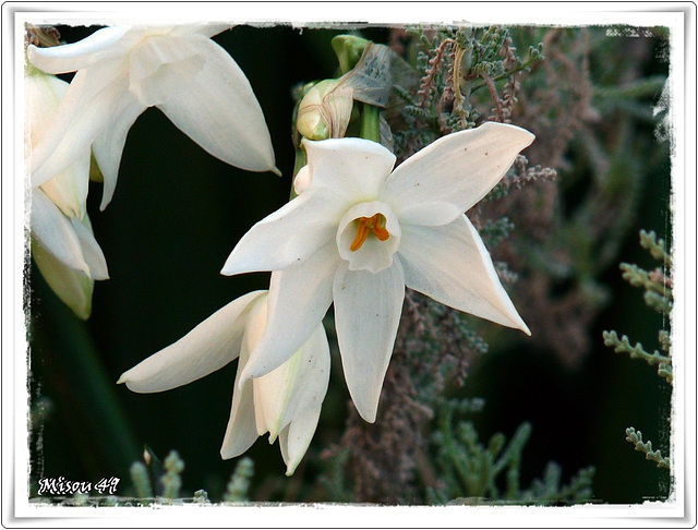 Mon JARDIN Mon JARDIN