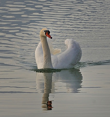 Balade du cygne...