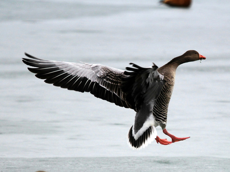 Weitsprung auf Gänseart