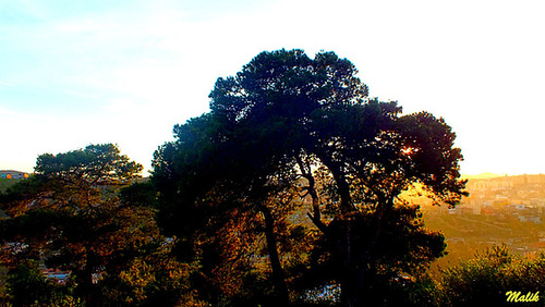 DSCF7146