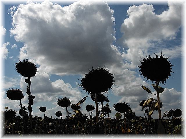 Tournesols