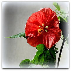 Abutilon x hybridum (2)