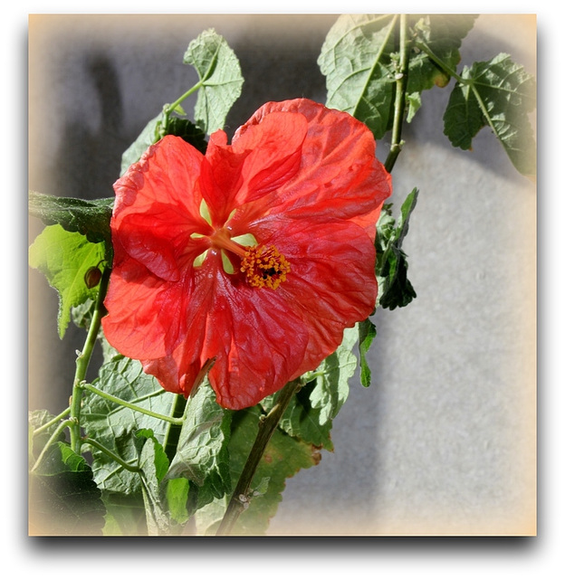 Abutilon x hybridum